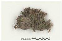 藏品(地錢屬)的圖片